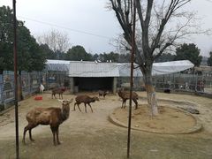 -武汉紫薇都市田园