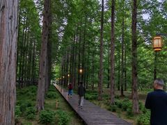 -黄海国家森林公园