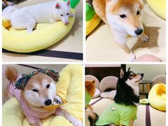 -逗柴咖啡屋·狗咖猫咖宠物桌游