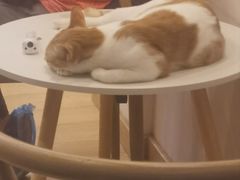 -猫咪派对(江南西店)