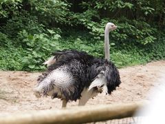 -新加坡飞禽公园