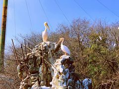 -合肥野生动物园