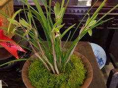 -金陵花卉交易市场