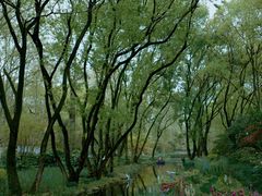 -上海共青森林公园