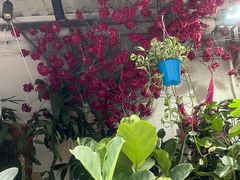 -循礼门鲜花花市(武汉循礼门店)