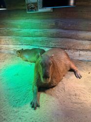 -Zoolung Zoolung动物主题公园(海信广场店)