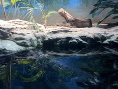 鳄鱼-北京动物园