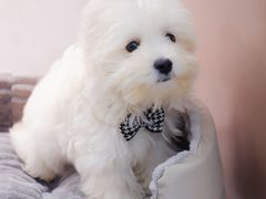 -翊宠yipet猫狗购宠庄园犬舍•猫舍