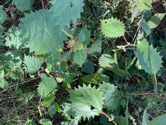 -北京西山国家森林公园