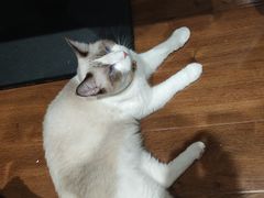 -绒爪撸猫下午茶·猫咖