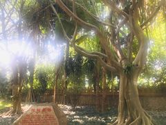 -瑞丽独树成林风景区