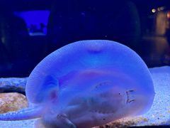 -上海海洋水族馆