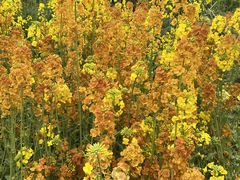 -三圣花乡旅游区