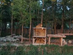 -清迈夜间动物园