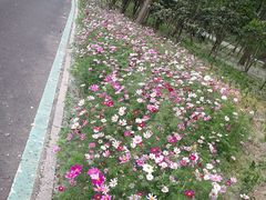 -合肥滨湖国家森林公园