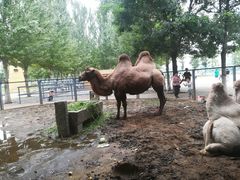 -长白岛森林公园