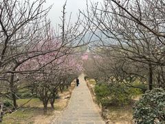 -香雪海