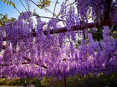 -嘉定紫藤园