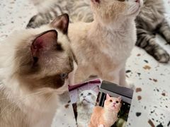 -毛绒耶耶撸宠馆·猫咖·狗咖·荷兰猪咖