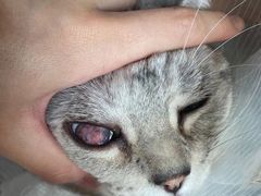 -北京观赏动物医院·24小时大型综合·猫专科·异宠专科