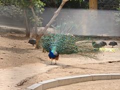 -石家庄市动物园