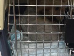 -伟伟宠物医院·CT影像中心·瑞派犬猫综合性门诊(汉口总院)