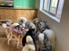 -Husky Go! 哈士奇体验馆·宠物咖啡厅狗咖
