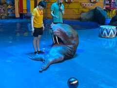 -烟台海昌鲸鲨海洋公园