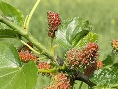 -光明小镇欢乐田园