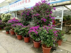 -龙大花卉苗木市场