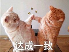 -CoCo都可(铁西万达店)