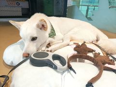 -柴务处·柴犬主题狗咖