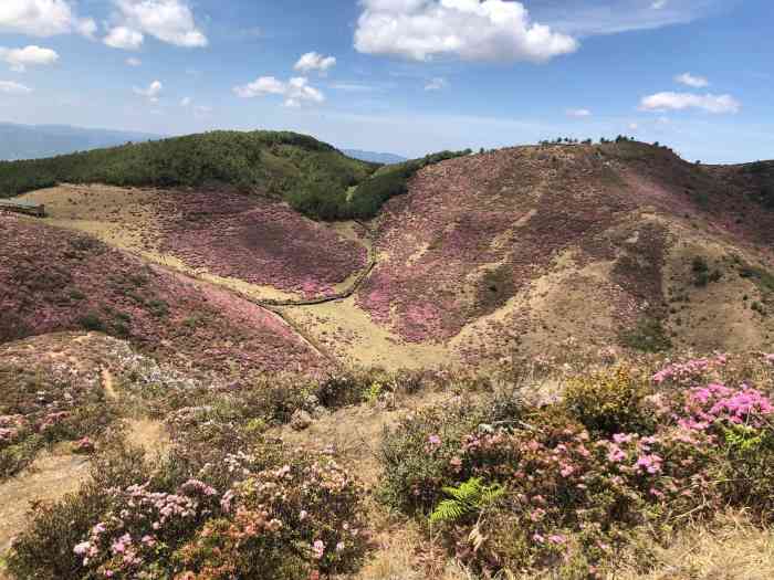 馬鹿塘杜鵑花海景區-