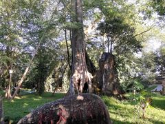 -瑞丽独树成林风景区