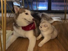-Husky Go! 哈士奇体验馆·宠物咖啡厅狗咖