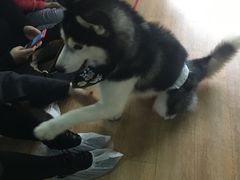 -Husky Go! 哈士奇体验馆·宠物咖啡厅狗咖
