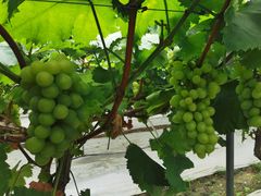 -金谷域澳洲庄园