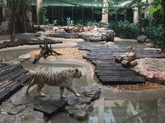 景观位-白虎自助餐厅·真老虎·景观自助餐厅(广州长隆酒店)