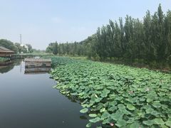 -白洋淀景区