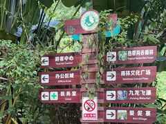 -西双版纳原始森林公园