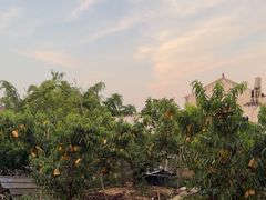 -老袁家蜜桃农场·阳山水蜜桃