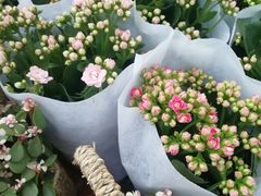 -三圣花乡旅游区