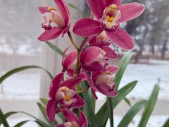 -国家植物园南园