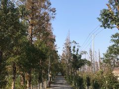 -上海长兴岛郊野公园