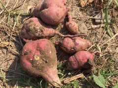 -乡乐园蟹庄·阳澄湖农家乐