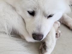 -怪兽屋·羊驼·猫咖·狗咖(俊华广场店)