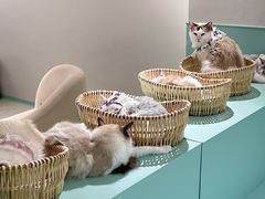 -怪兽屋·羊驼·猫咖·狗咖(俊华广场店)