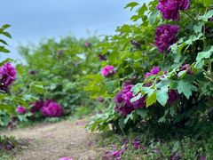 -苏州上方山国家森林公园