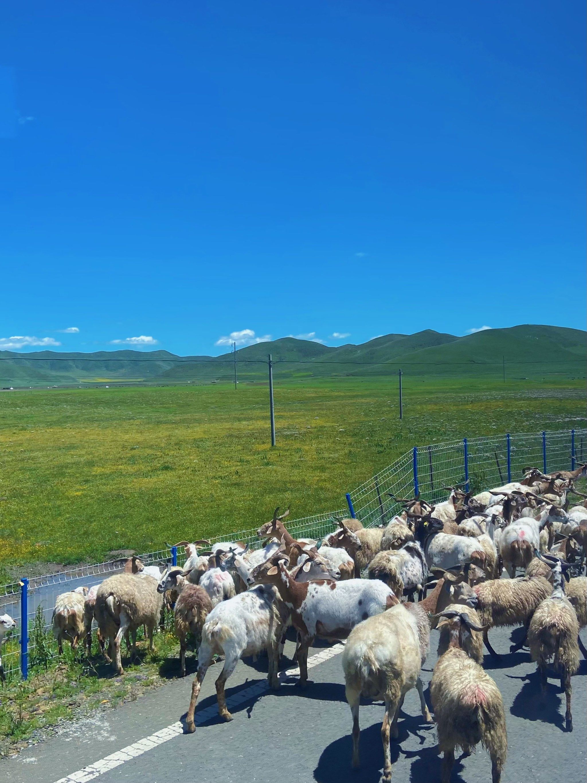 小路羊群慢生活