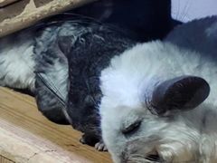 -海合安青岛极地海洋公园